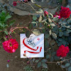 DO23BA380_Zahra Batul