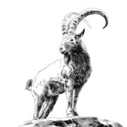 qasim786
