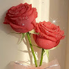 zohaib sohail