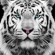 Rizwankhan0786