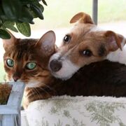 TheLifeOfPets