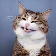 FunnyCatsDogs