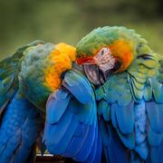 Birds