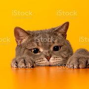 Friendlypets