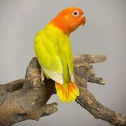 BirdsMania