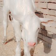 animalsvideo78