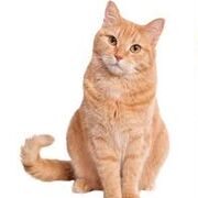 AnimalsTiktok