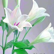 Mohammedhassan