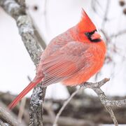 birds101
