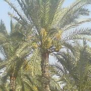 bettaher