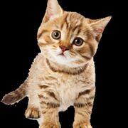 Beautycat