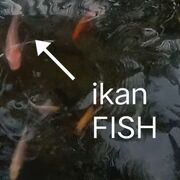 IkanFISH
