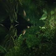 Worldfish
