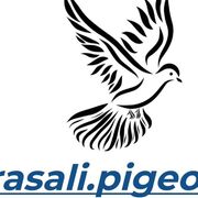 rasaliPigeon