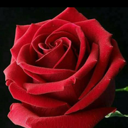 shahidmehmood77