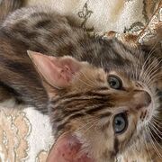 KittyLilu