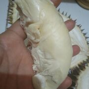 Ajeng
