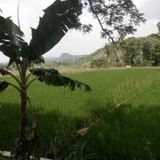 Rendi