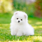 Cutedoggo