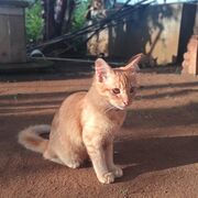 deni