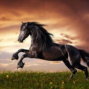 Naveed2596144