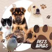 petsbirds