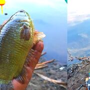 Sakadaek