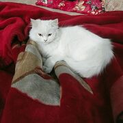 Hira