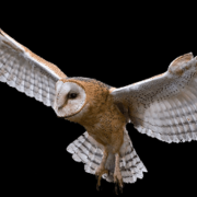 owl