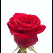 Shahzad1234