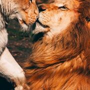 Animals Entertmaint