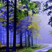 Sayedahmed