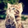 medical knowledge MBBS