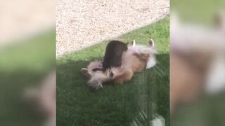 Смешные коты