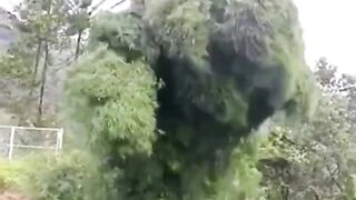 காற்றில் நடனமாடிய மரம்… இயற்கையின் அதிசயம்..