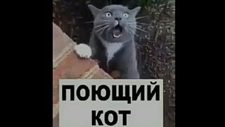 Singing Cat