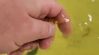 Fish CPR THEY AREN'T Dead