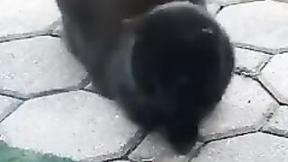 In New York, a Praying Mantis got into a Fight with Cats