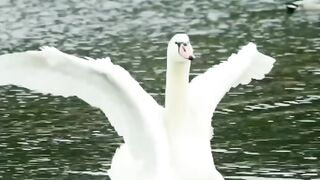 Цените жизнь.