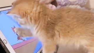 Cat 03