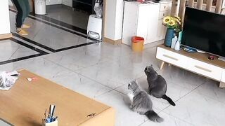 Kucing Lucu Dan Gokil wkwkwkwk