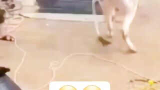 Gokil Dan Kocak Sapi Bisa Salto wkwkwk