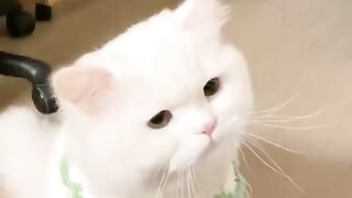 Smart cat ♥️♥️♥️