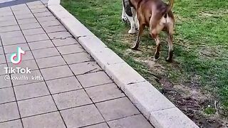 Собачка