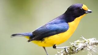 Beautiful bird