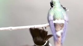Beautiful bird momen with partner
