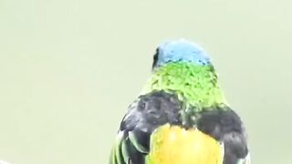 Beautiful bird in the forest