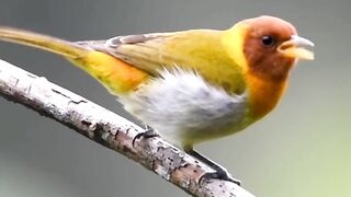 Beautiful bird in the jungle