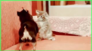 Funny Animals Videos - Funniest Cats And Dogs Video Compilation 3