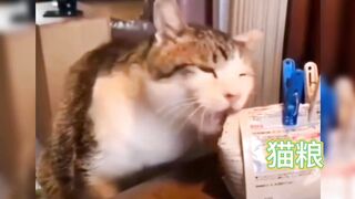 The Meow Team is speechless, what should I do to let you know that I am hungry